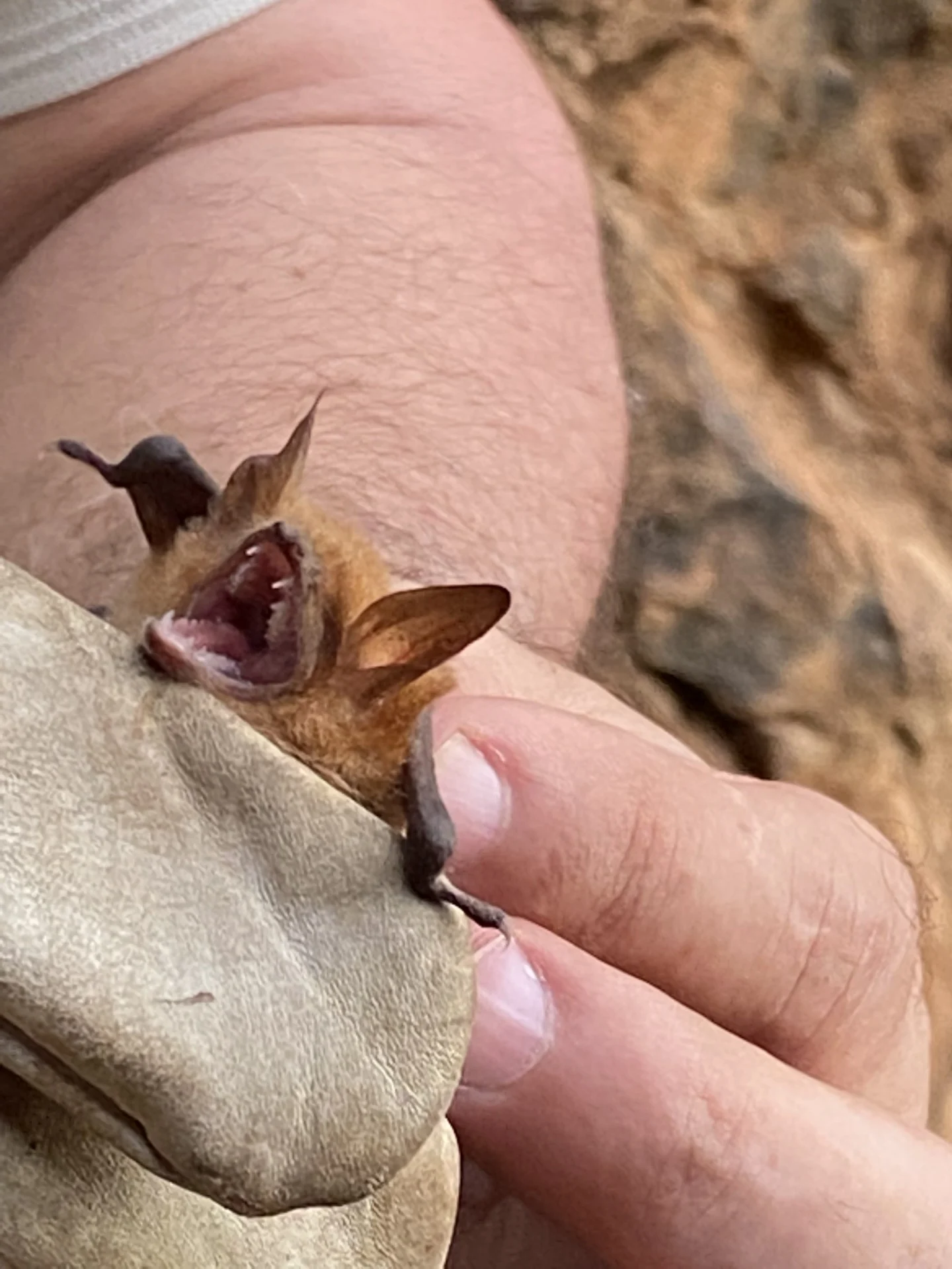 Myotis emarginatus